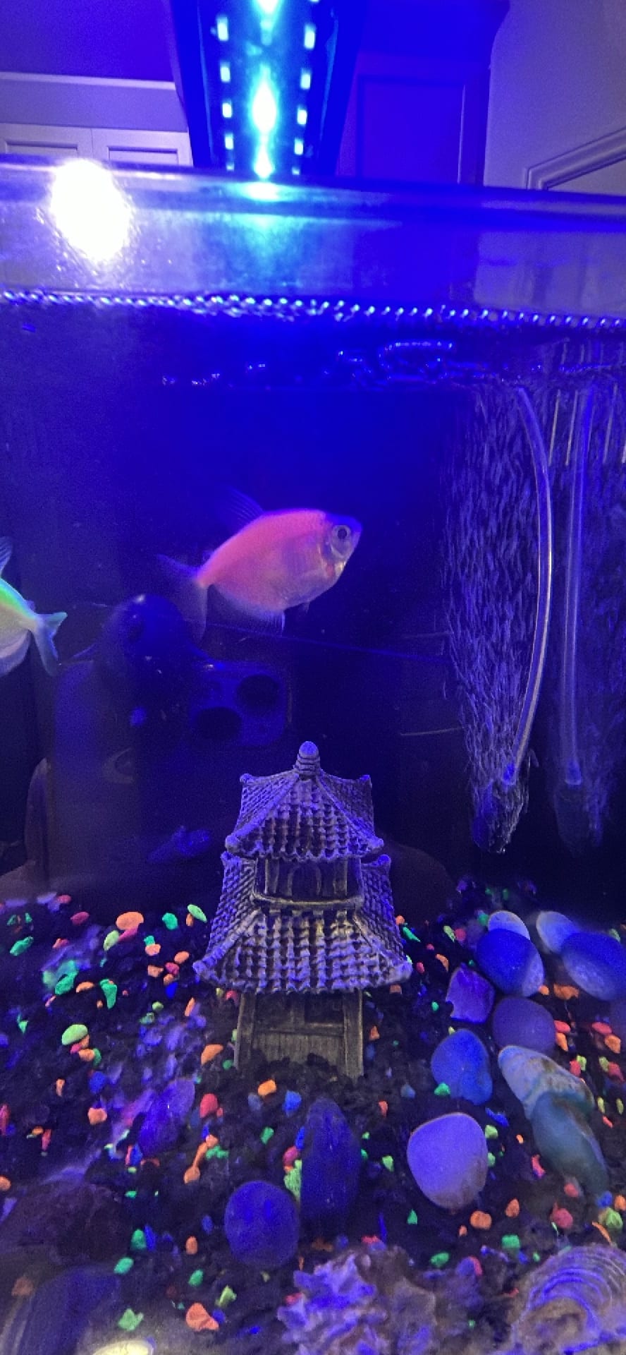 GloFish Tetra spotted by daniela