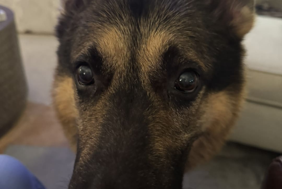 Dog spotted by josanders