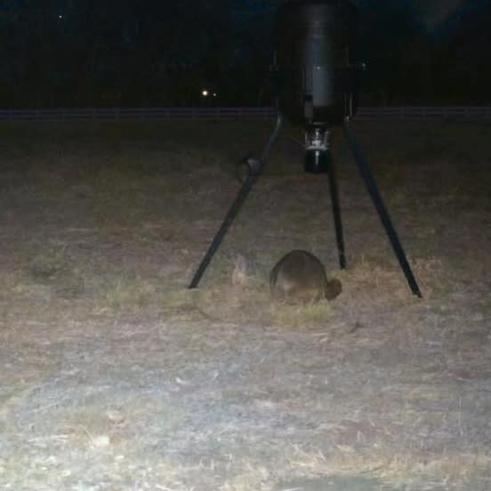 Raccoon spotted by jess c.