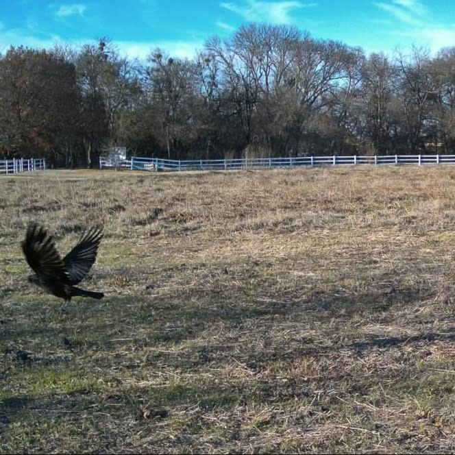 American Crow spotted by jess c.