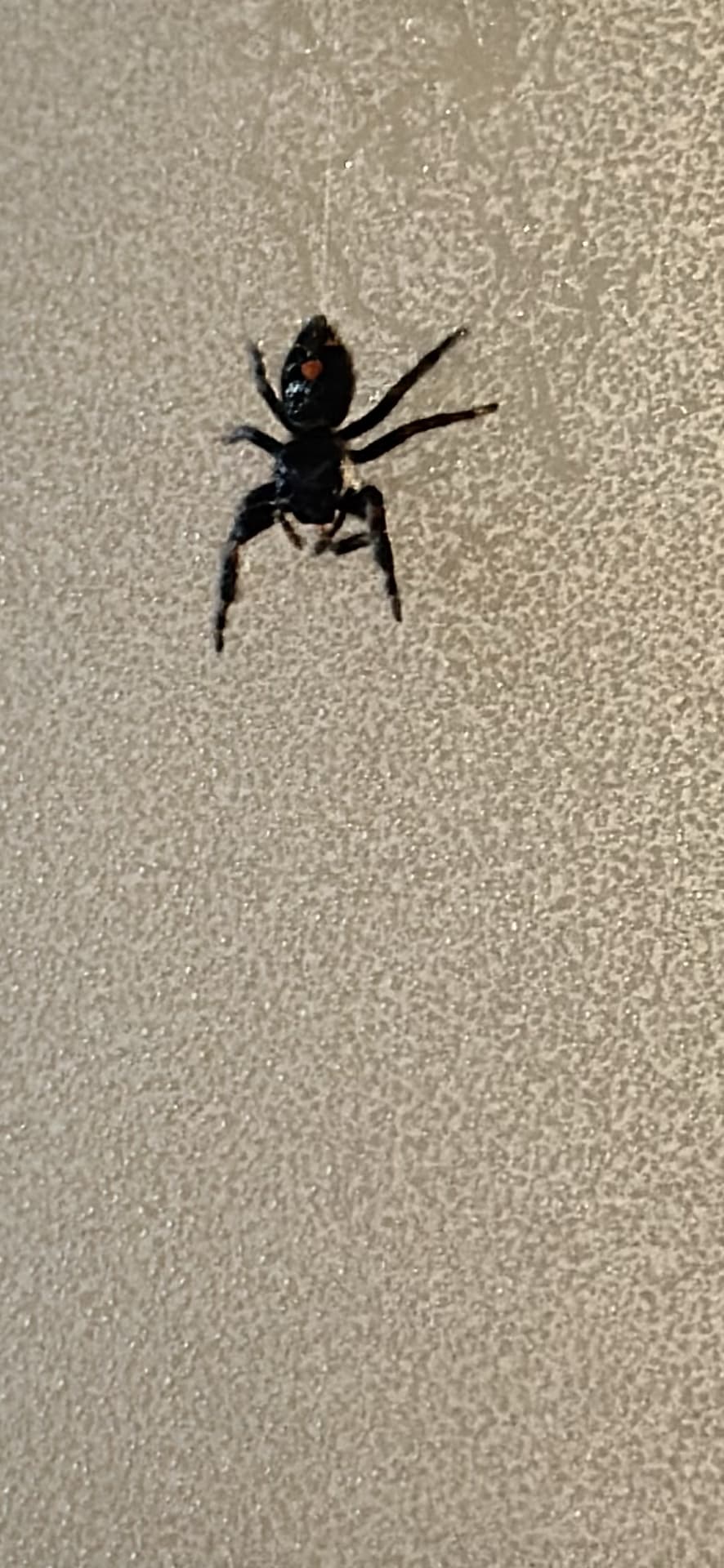 Jumping Spider spotted by jess c.