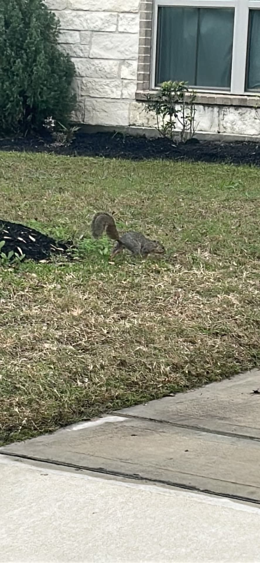 Gray Squirrel spotted by daniela