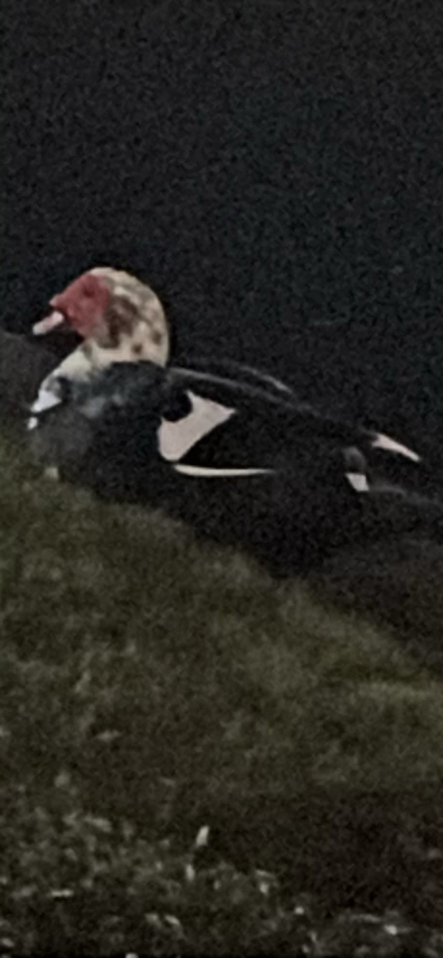 Muscovy Duck spotted by nickadmin