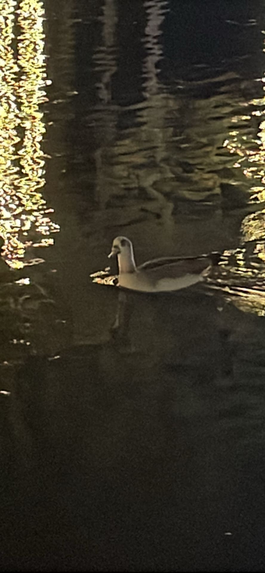 Duck spotted by nickadmin