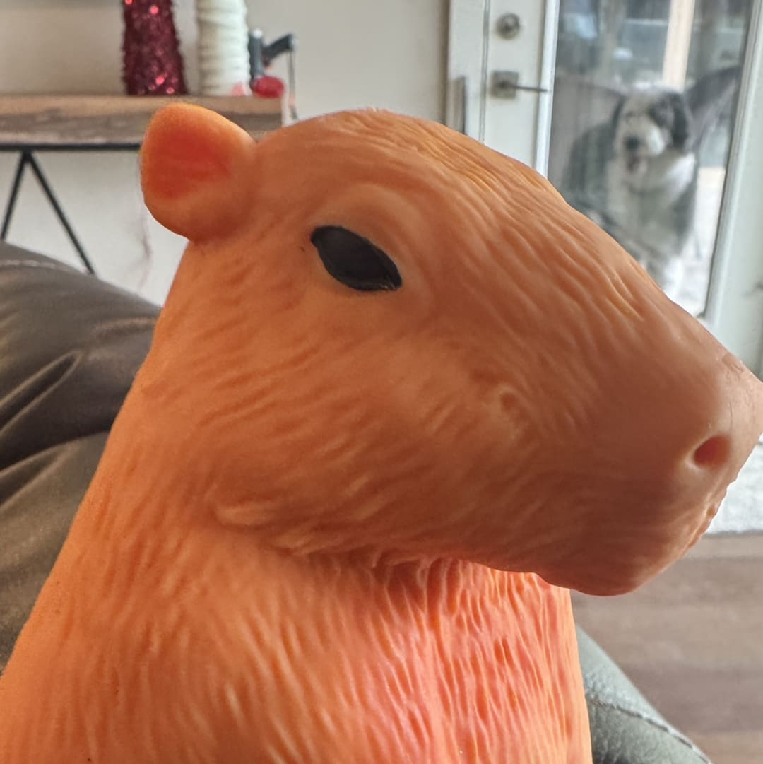 Capybara spotted by jess c.