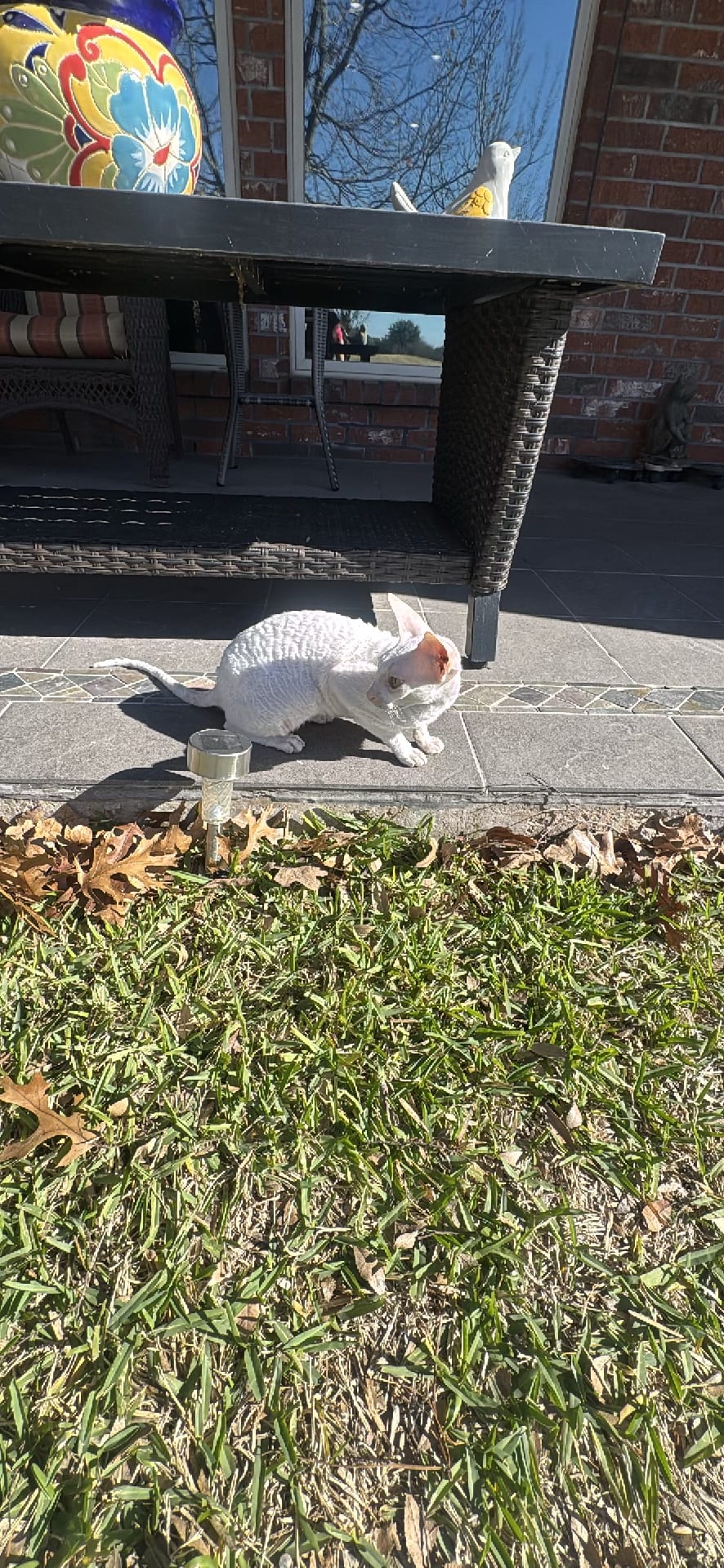 Cat spotted by jess c.