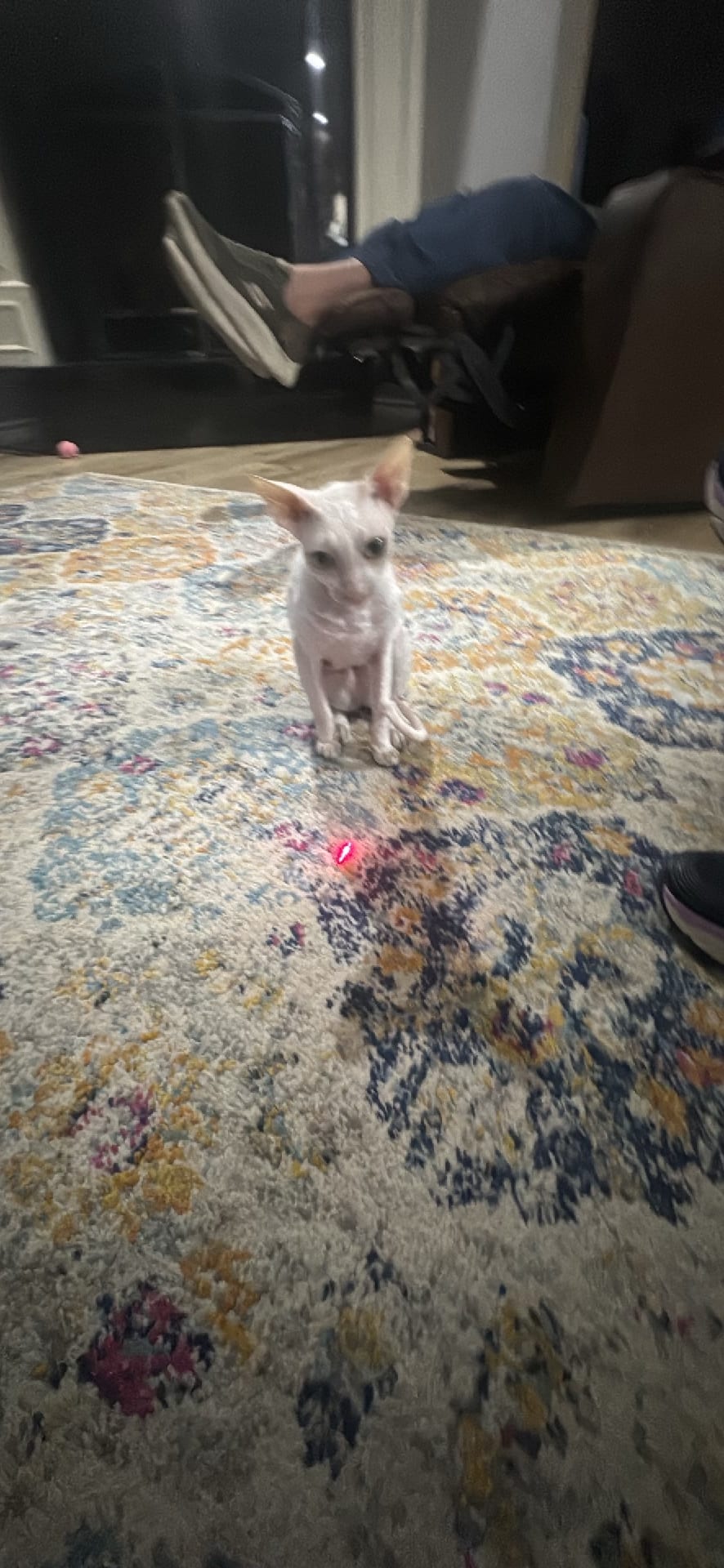 Cat spotted by jess c.