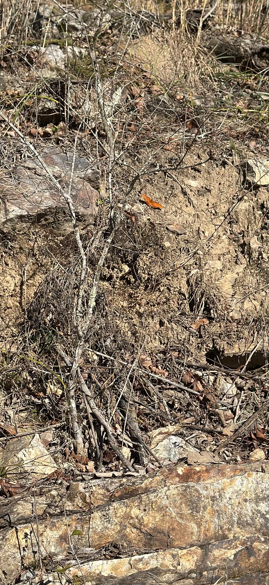 Gulf Fritillary spotted by jess c.
