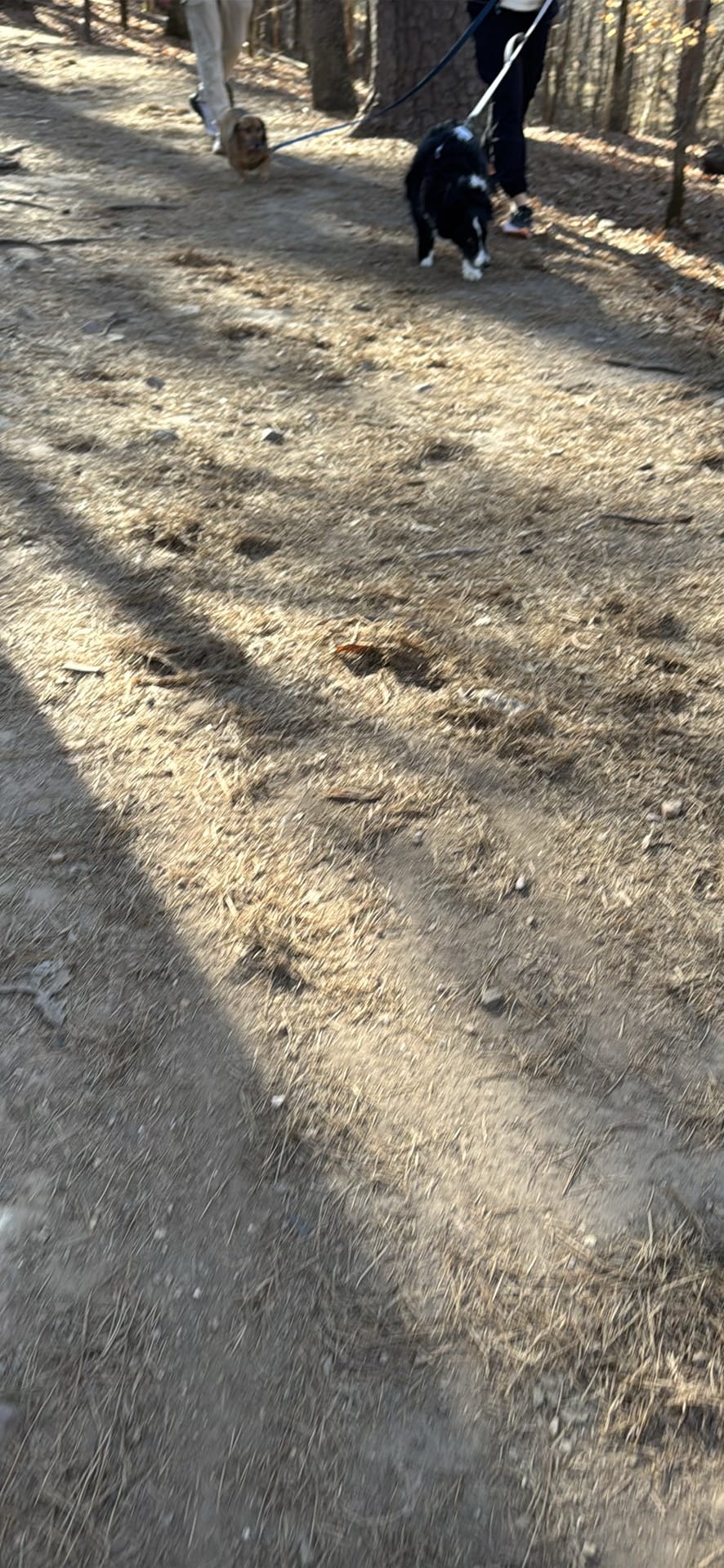Dog spotted by jess c.