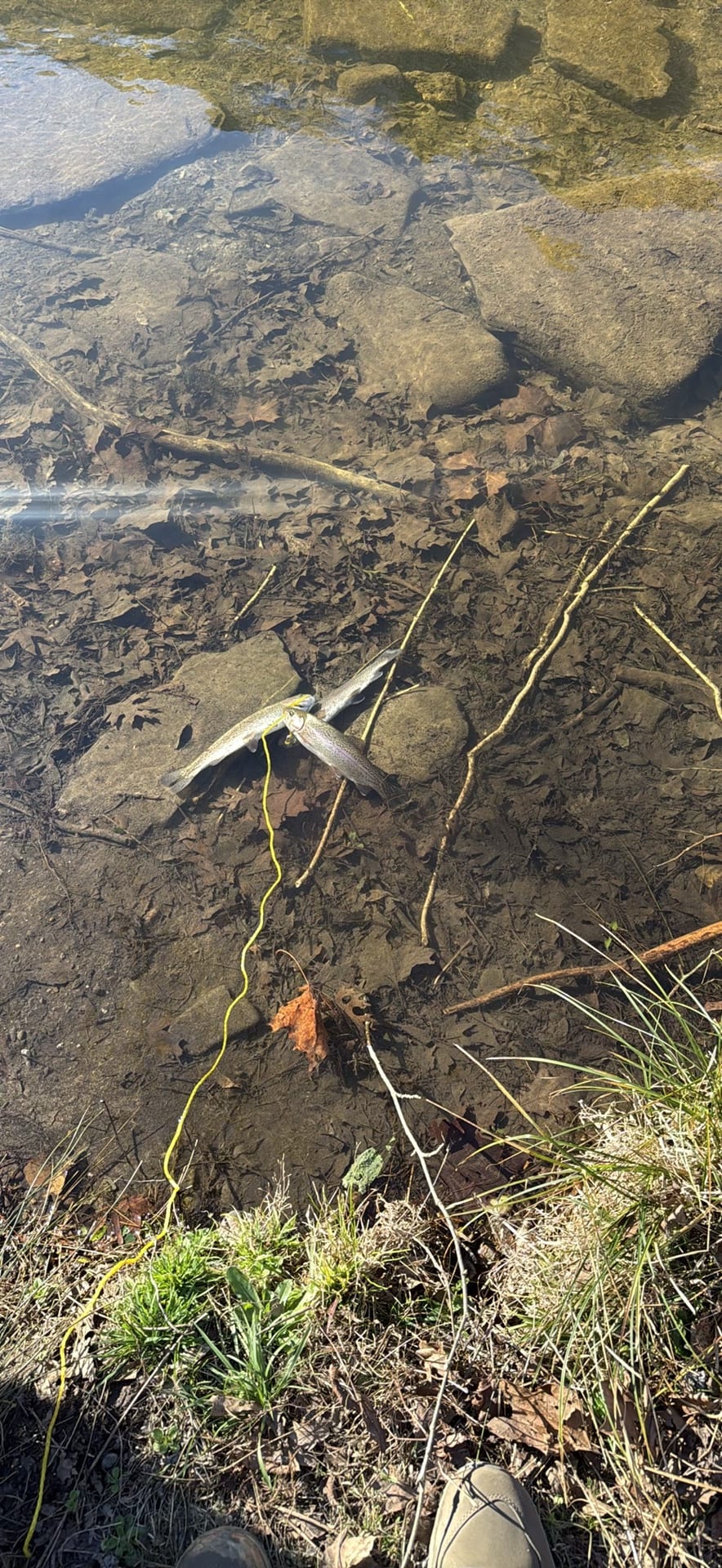 Rainbow Trout spotted by cadecrc34