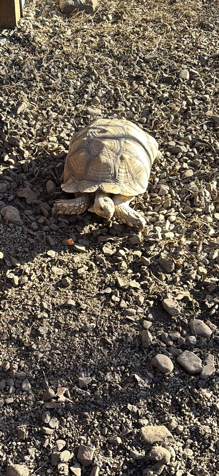 Sulcata Tortoise spotted by emoryrosiek