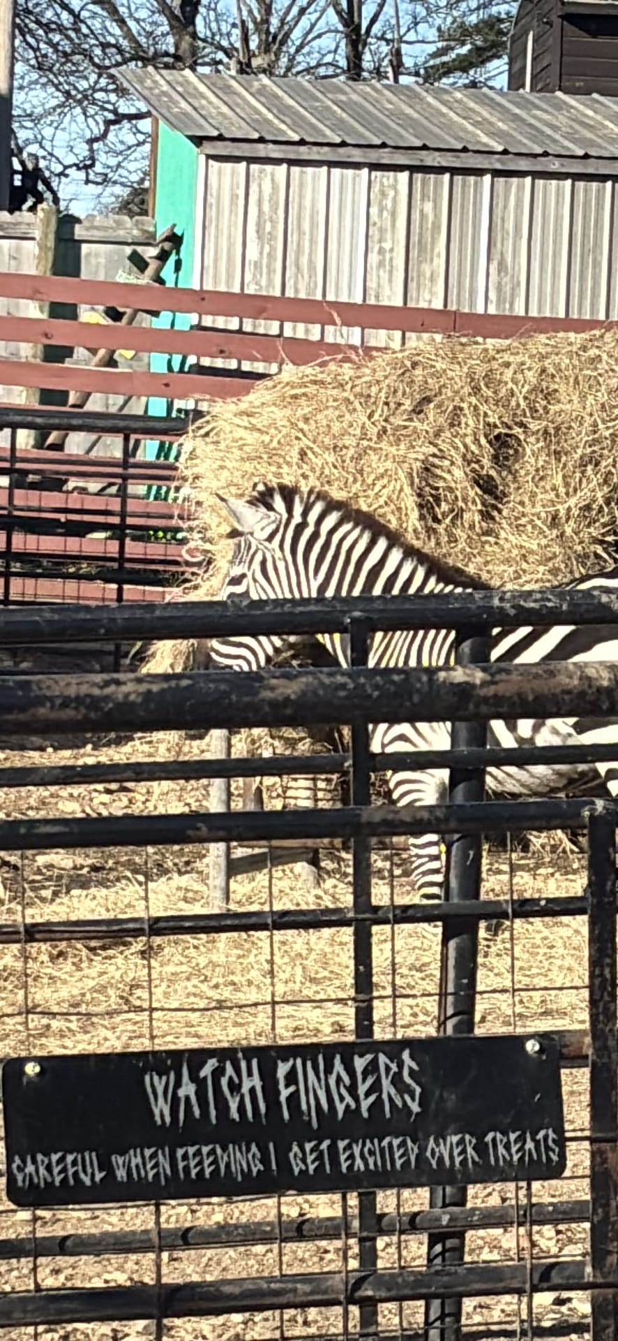 Zebra spotted by emoryrosiek