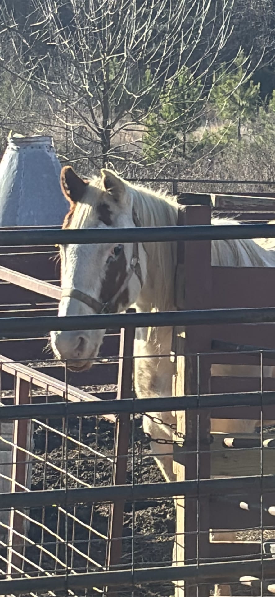 Horse spotted by emoryrosiek