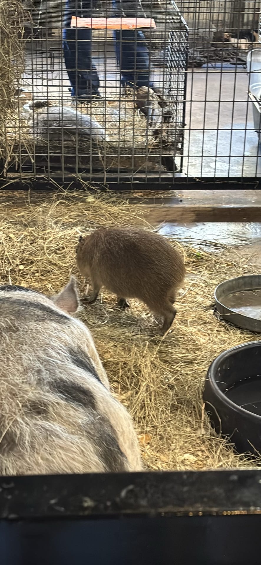Capybara spotted by emoryrosiek