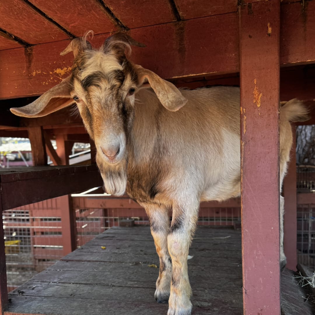 Goat spotted by jess c.