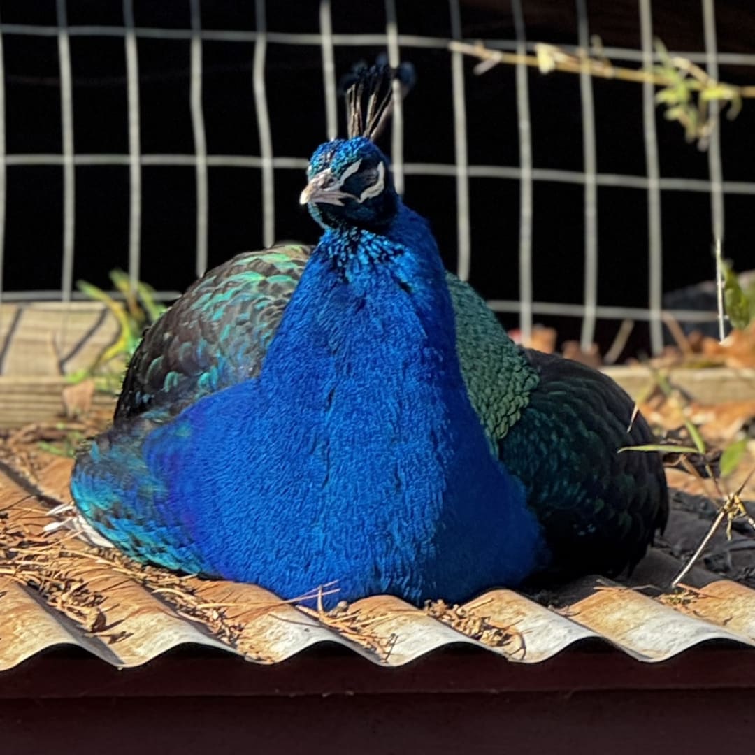 Peacock spotted by jess c.