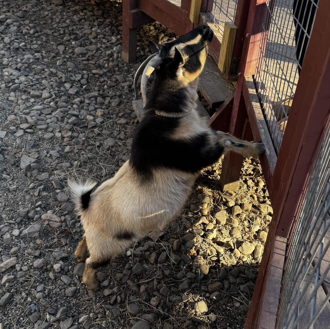 Goat spotted by jess c.