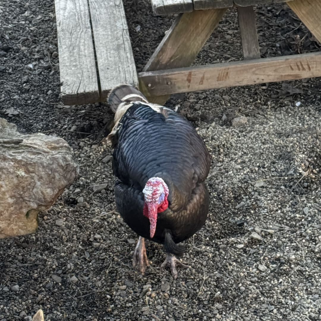 Wild Turkey spotted by jess c.