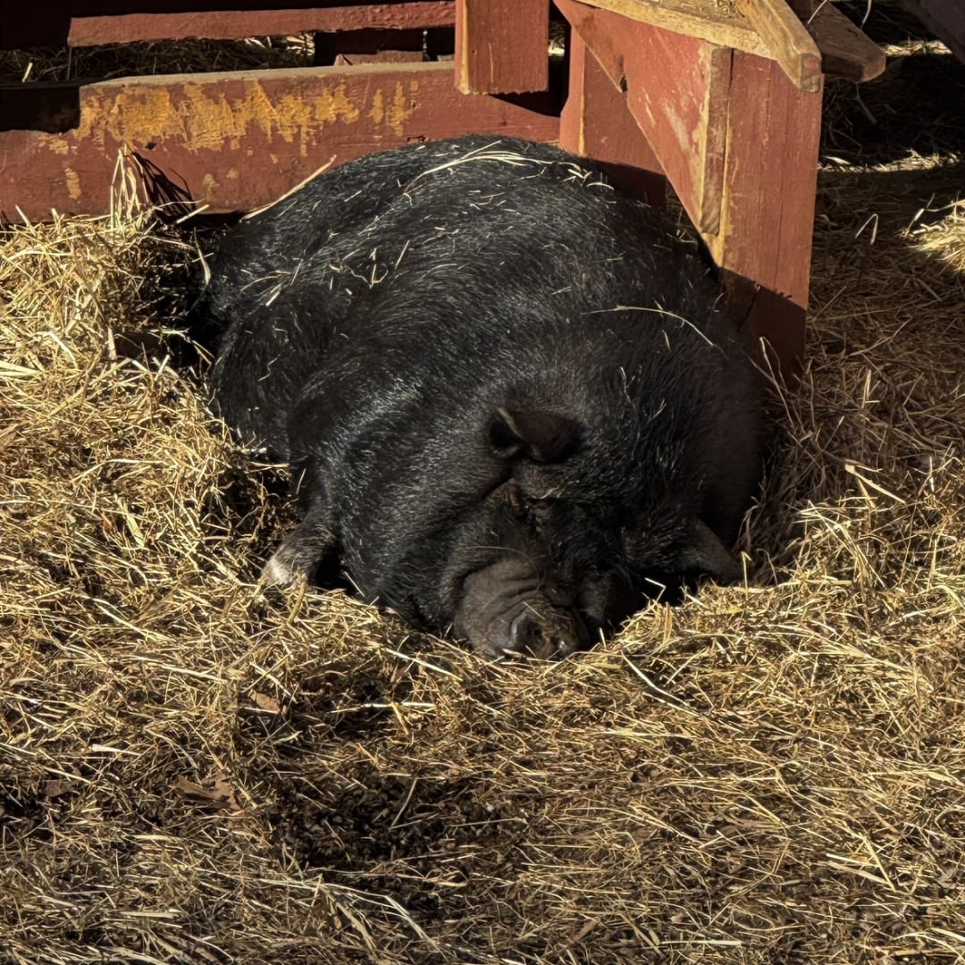Pig spotted by jess c.