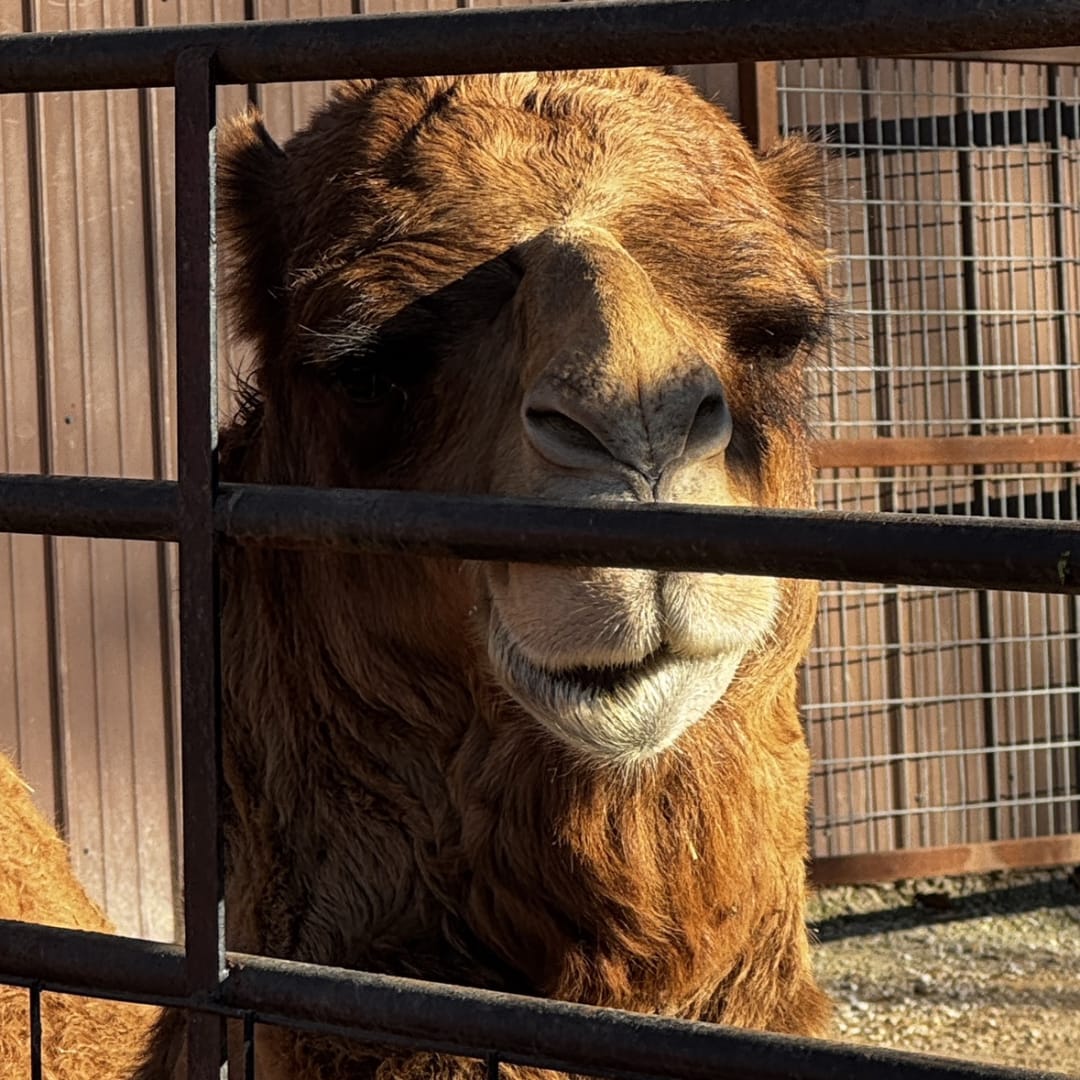 Camel spotted by jess c.