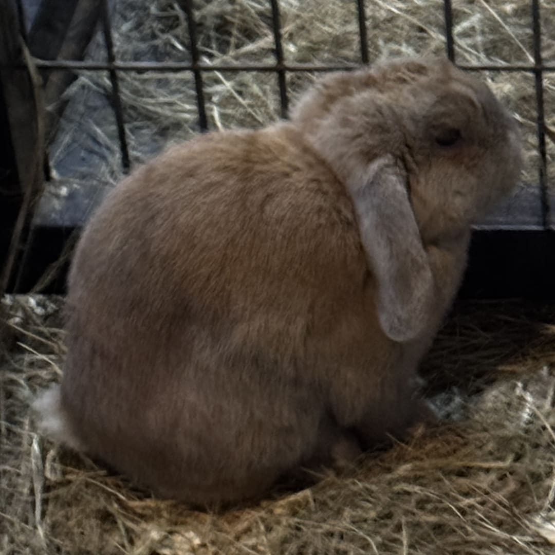 Domestic Rabbit spotted by jess c.