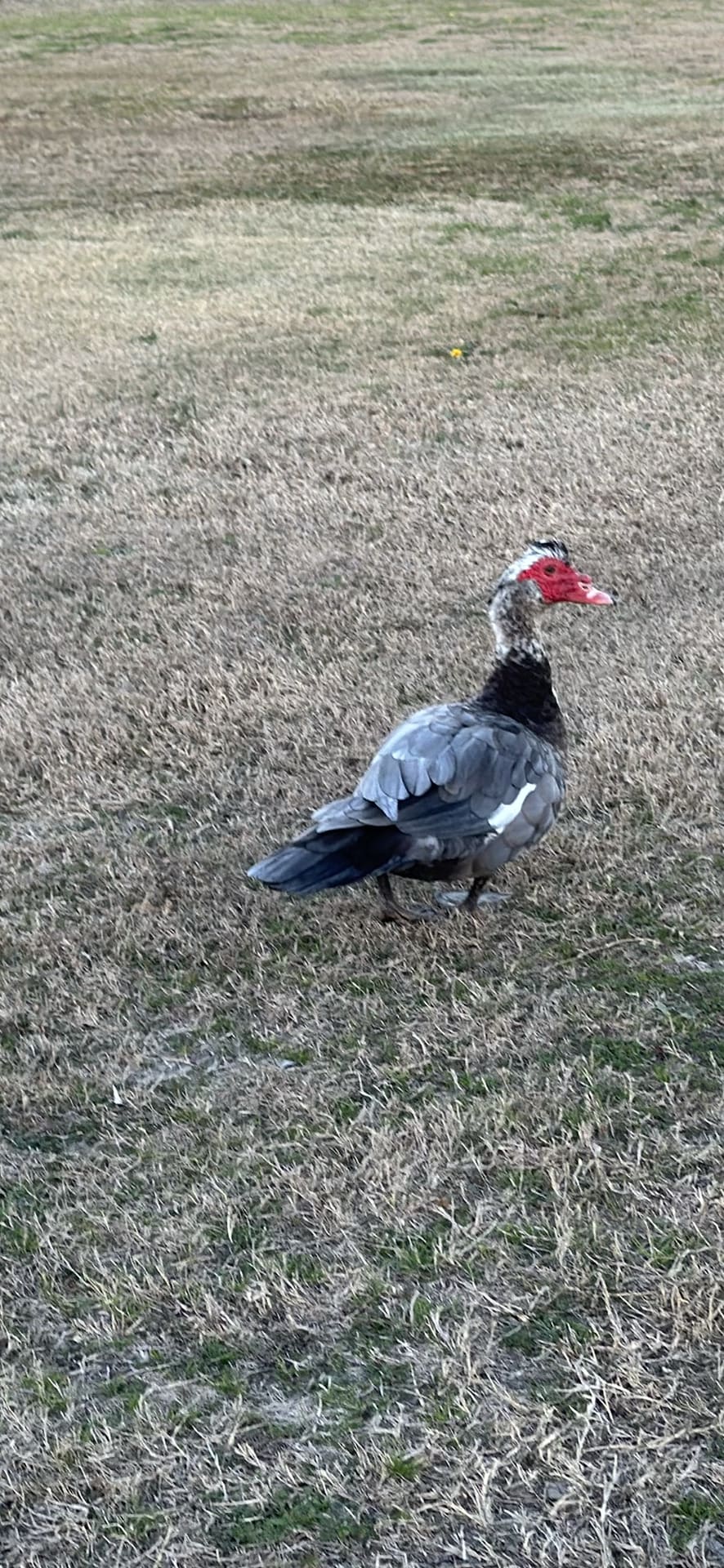 Muscovy Duck spotted by jess c.