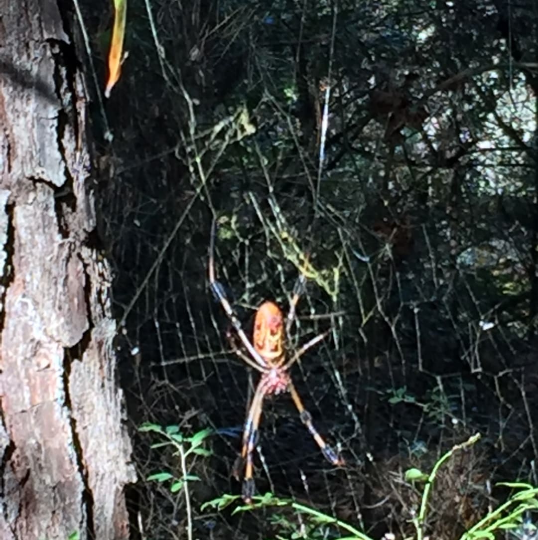 Orb-weaver Spider spotted by nickadmin