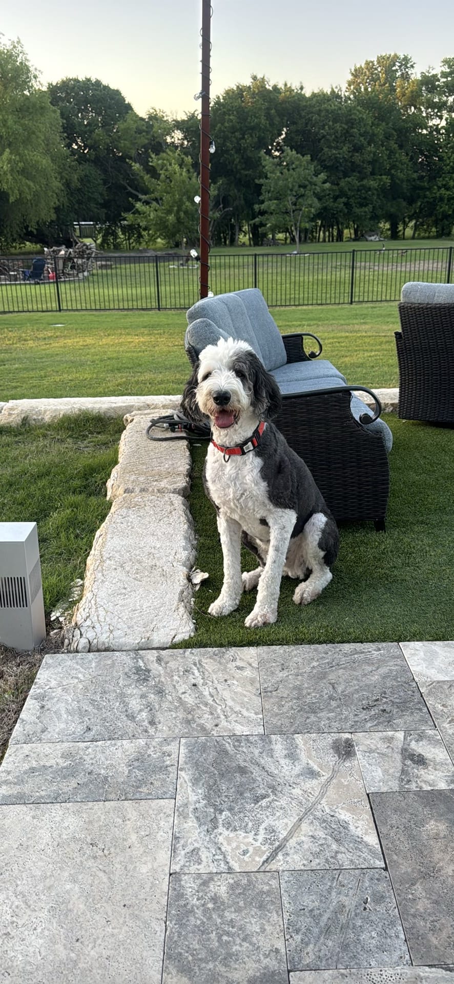 Dog spotted by jess c.