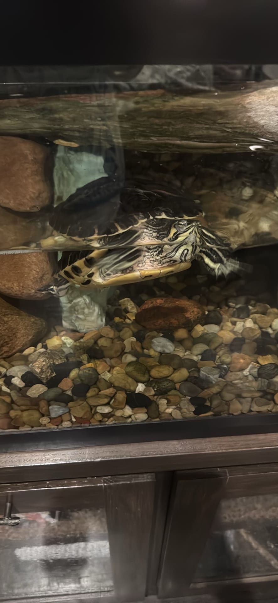 Painted Turtle spotted by jesskatecarroll