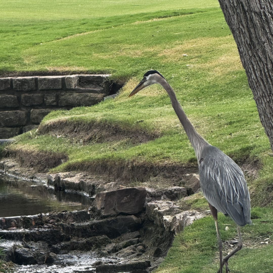 Great Blue Heron spotted by josanders