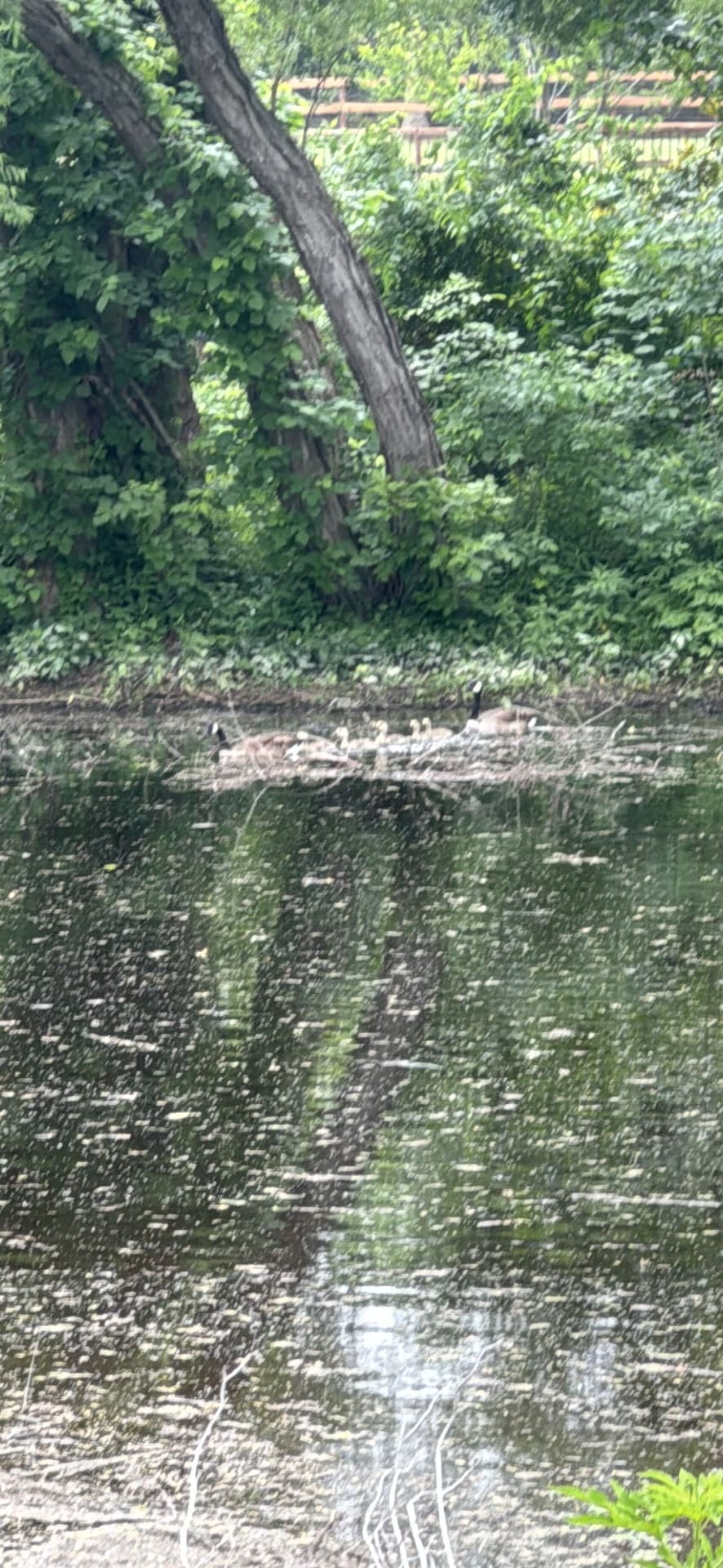 Canada Goose spotted by jesskatecarroll