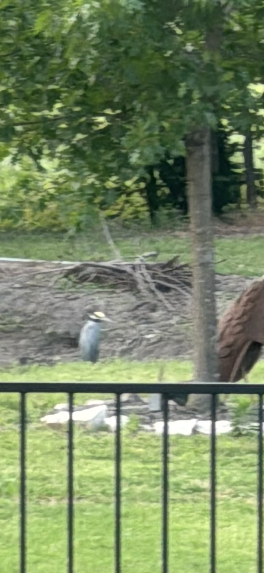 Great Blue Heron spotted by jesskatecarroll