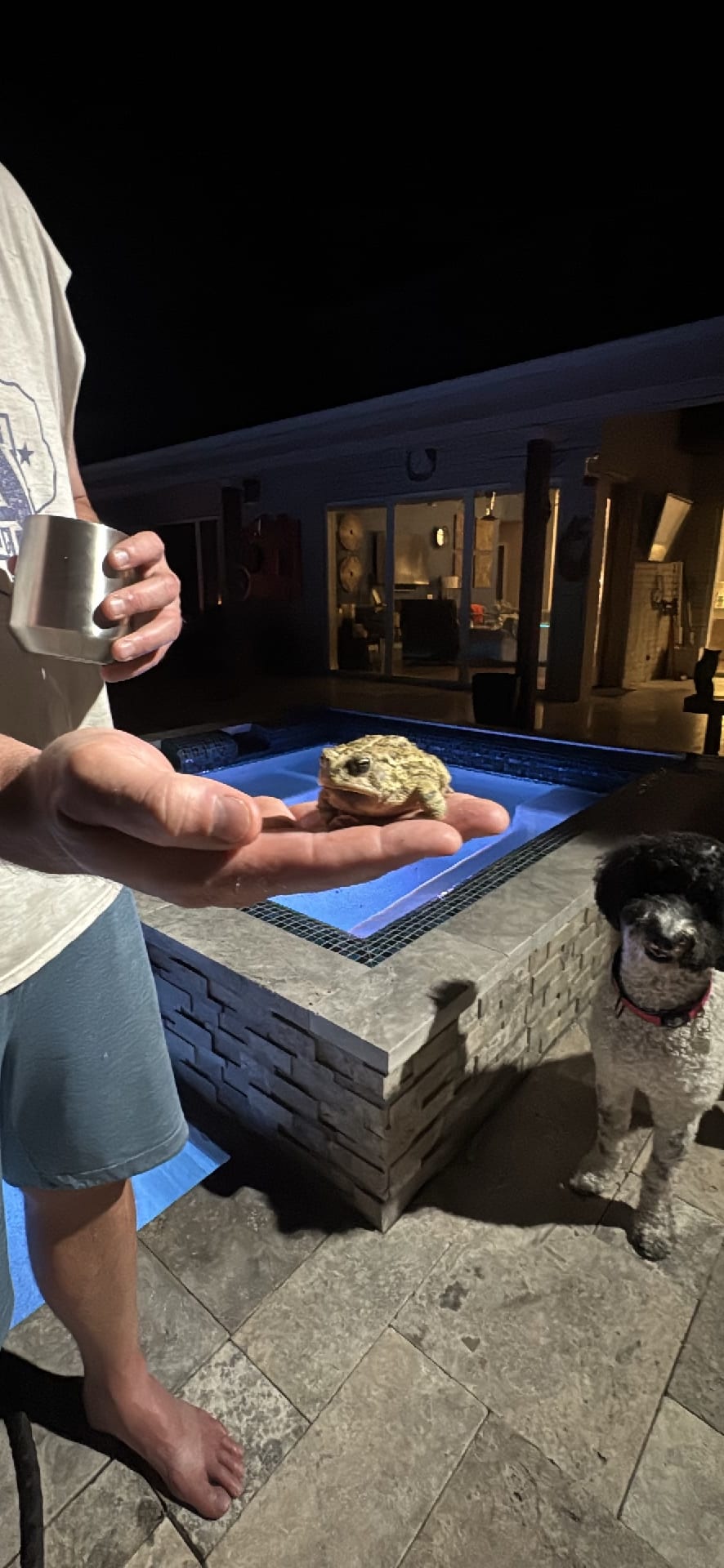 American Toad spotted by jesskatecarroll