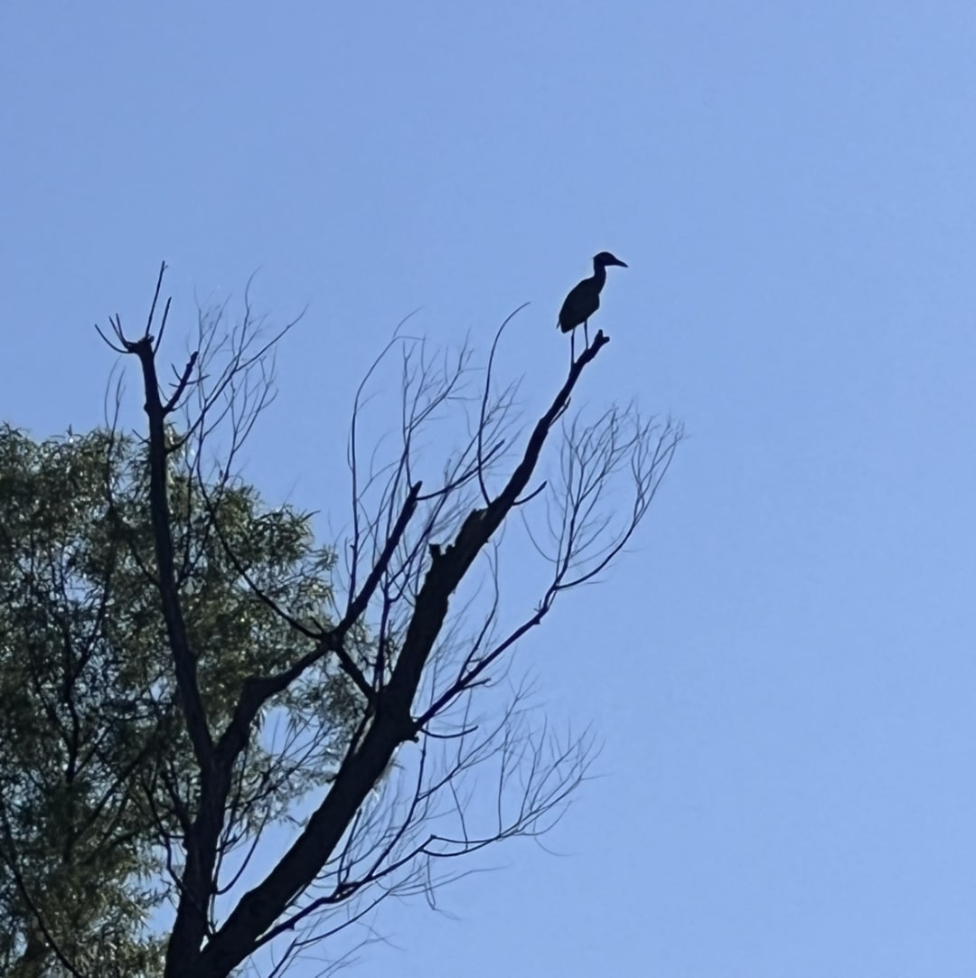 Heron spotted by jreyestexas@gmail.com