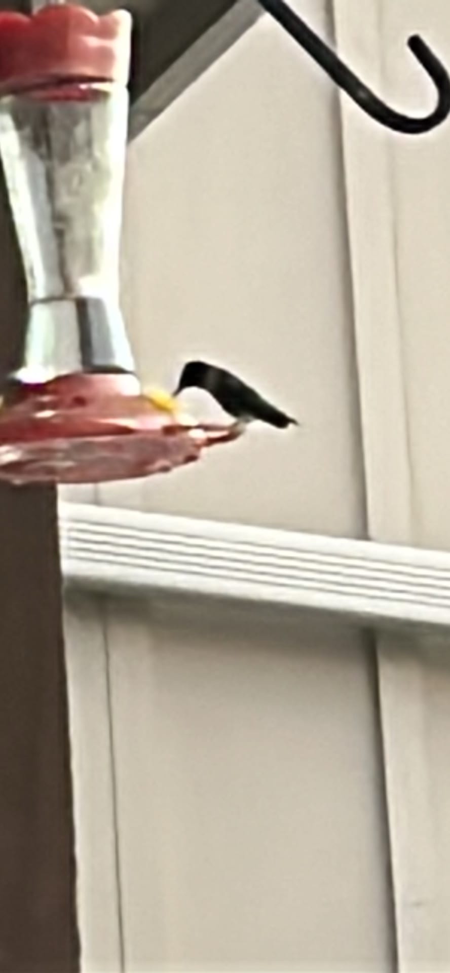 Hummingbird spotted by br5429