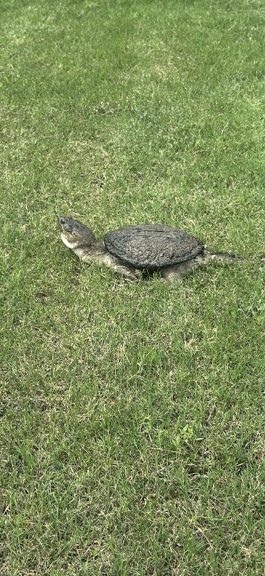 Snapping Turtle spotted by jesskatecarroll