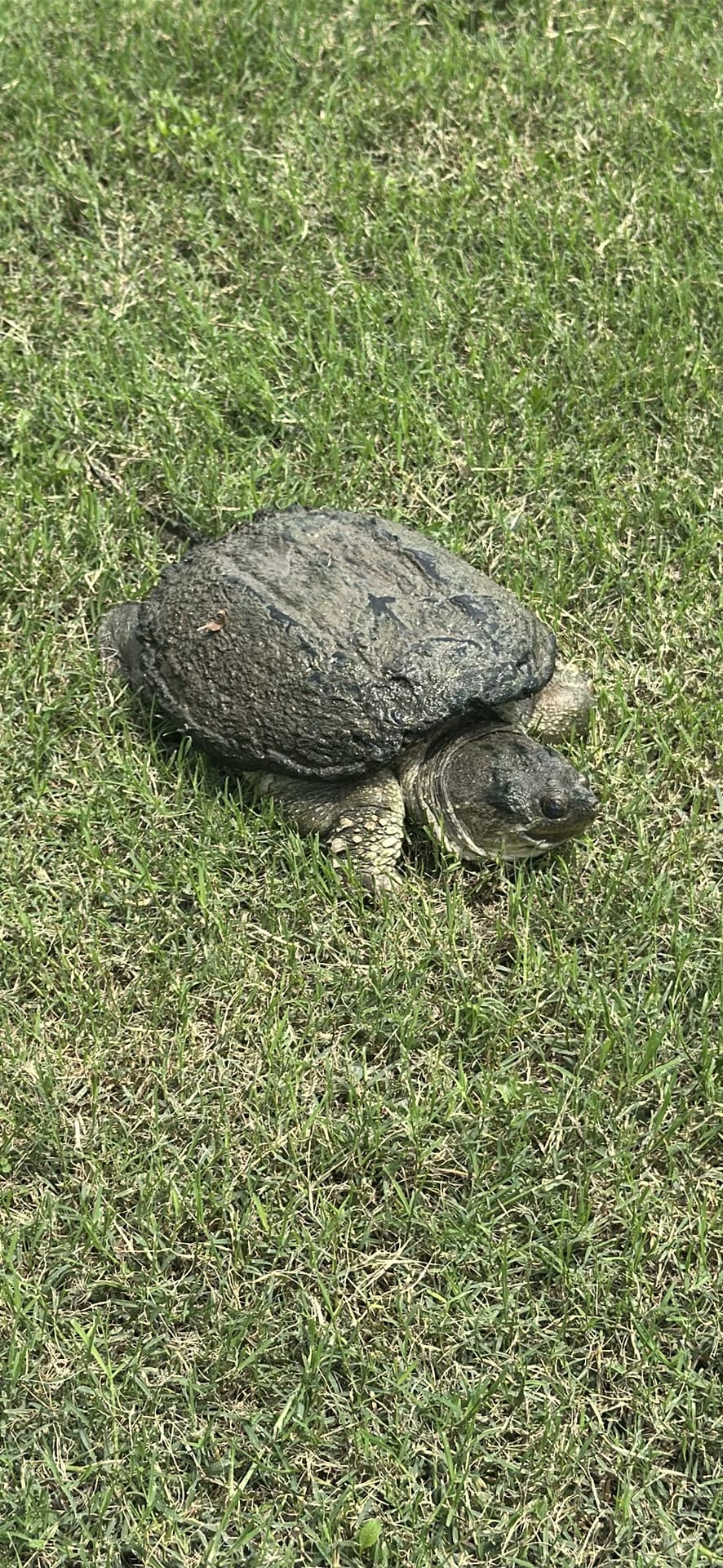 Snapping Turtle spotted by jesskatecarroll