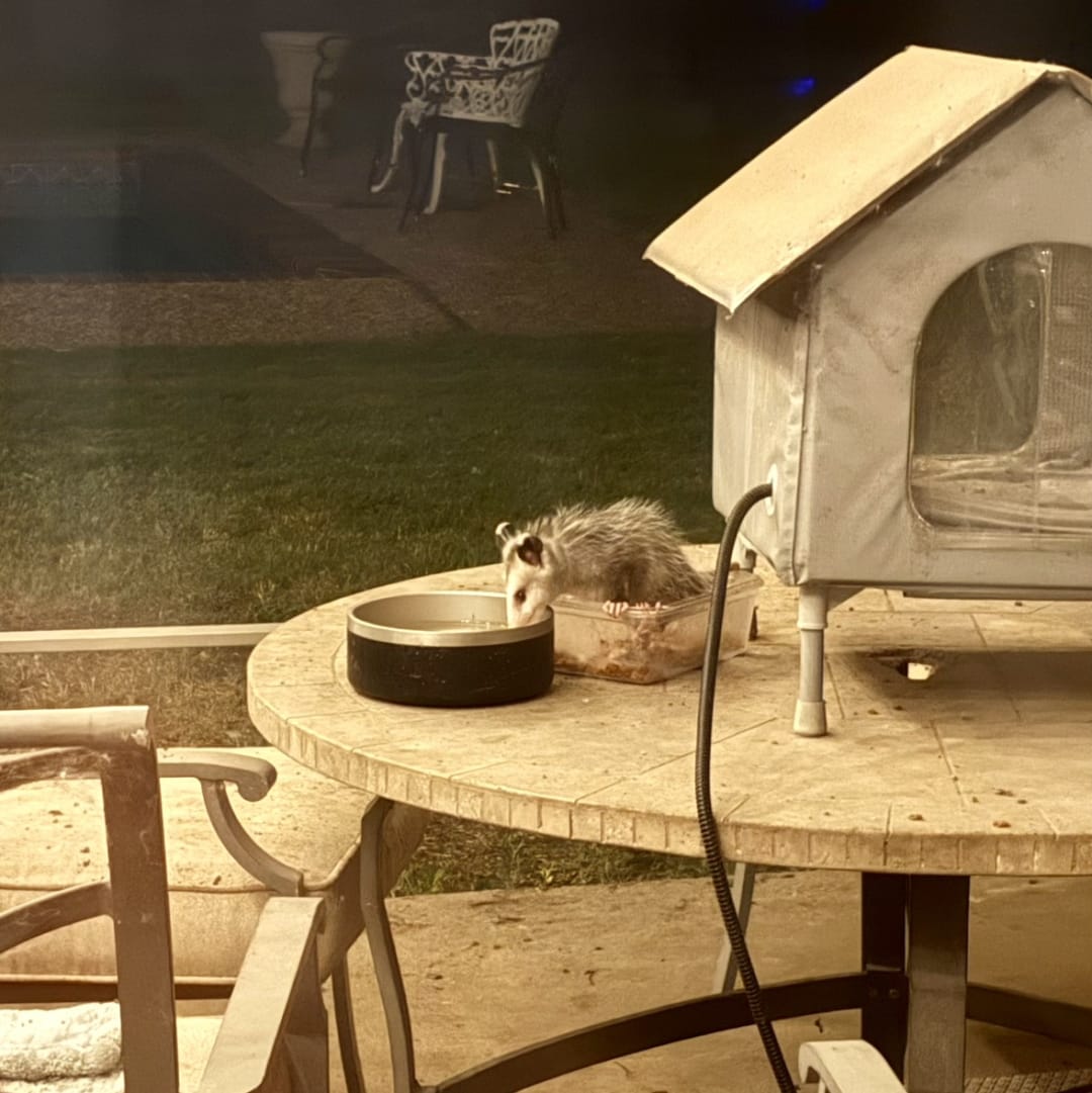 Opossum spotted by debbiehitt