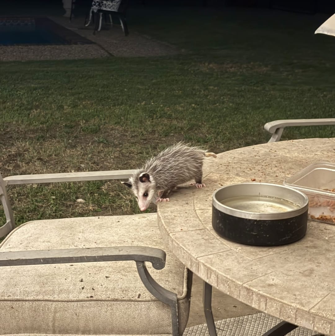 Opossum spotted by debbiehitt