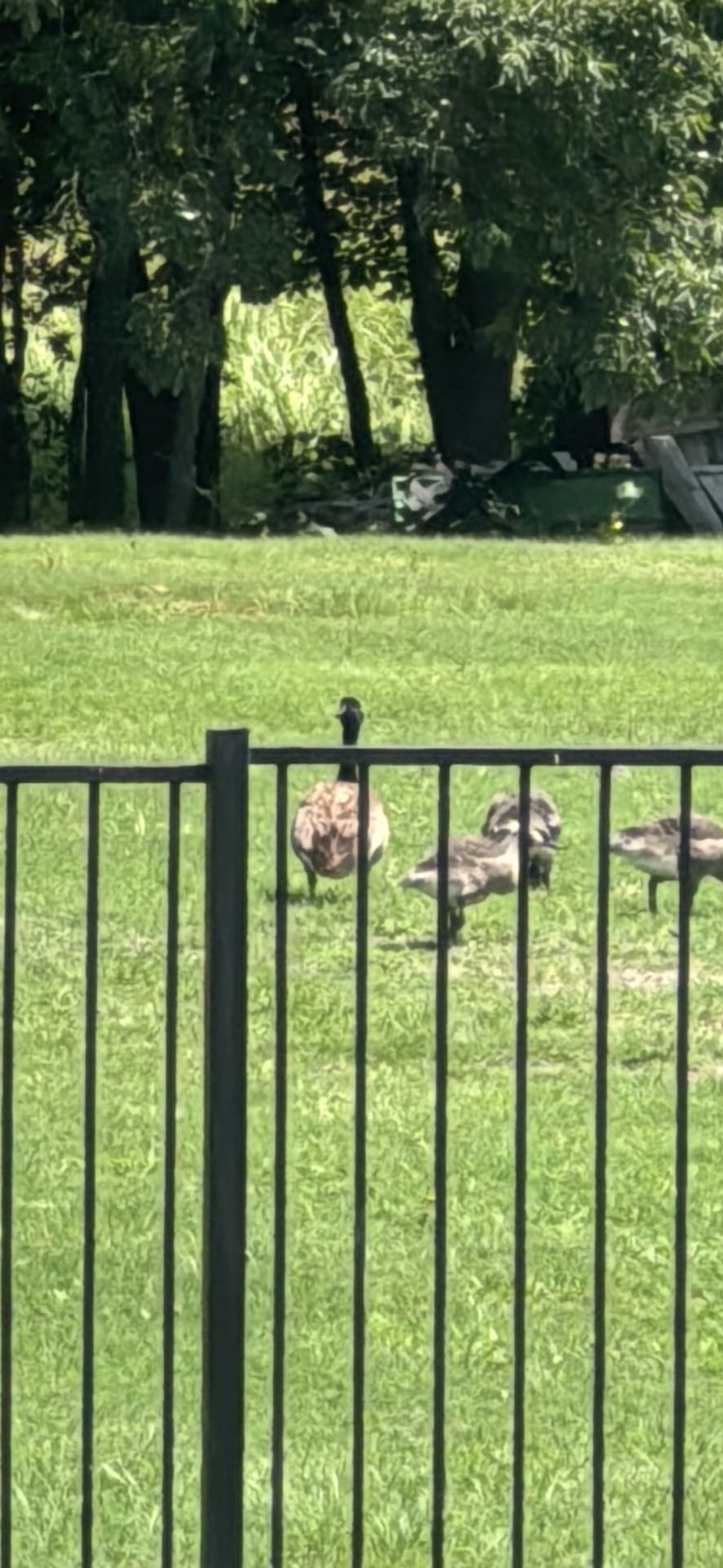 Canada Goose spotted by jesskatecarroll