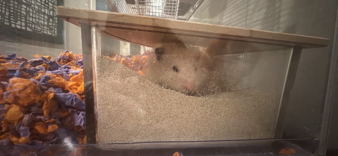 Hamster spotted by jesskatecarroll