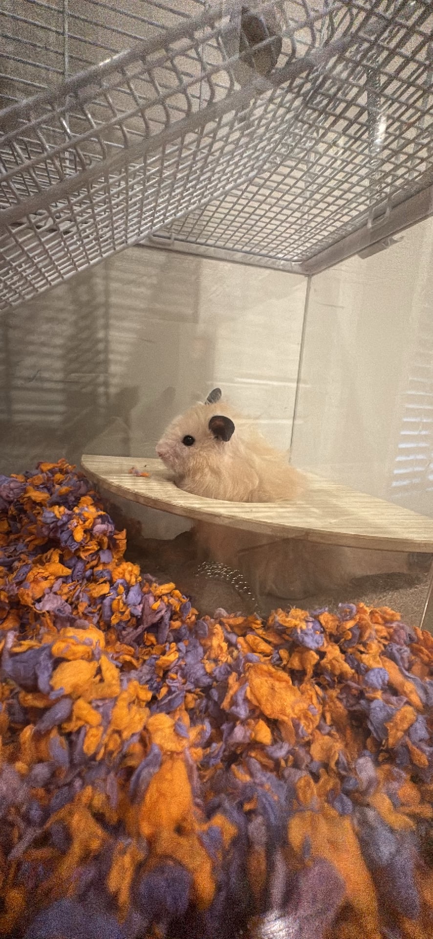Hamster spotted by jesskatecarroll