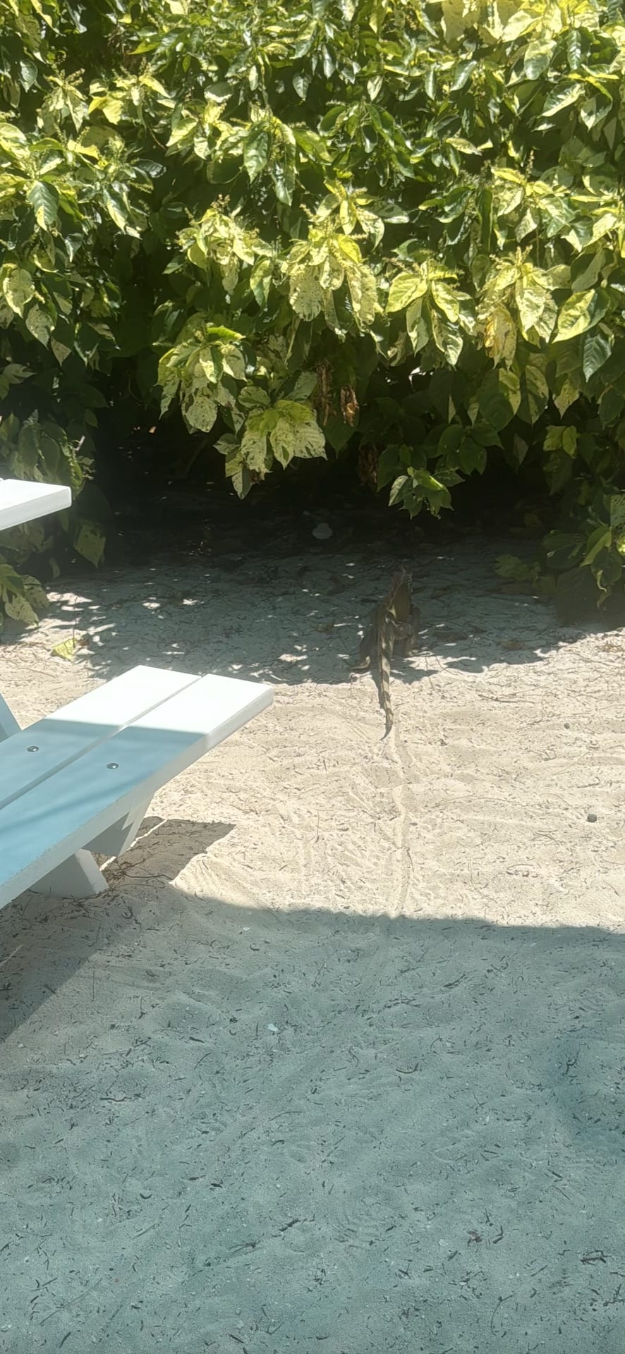 Iguana spotted by jesskatecarroll