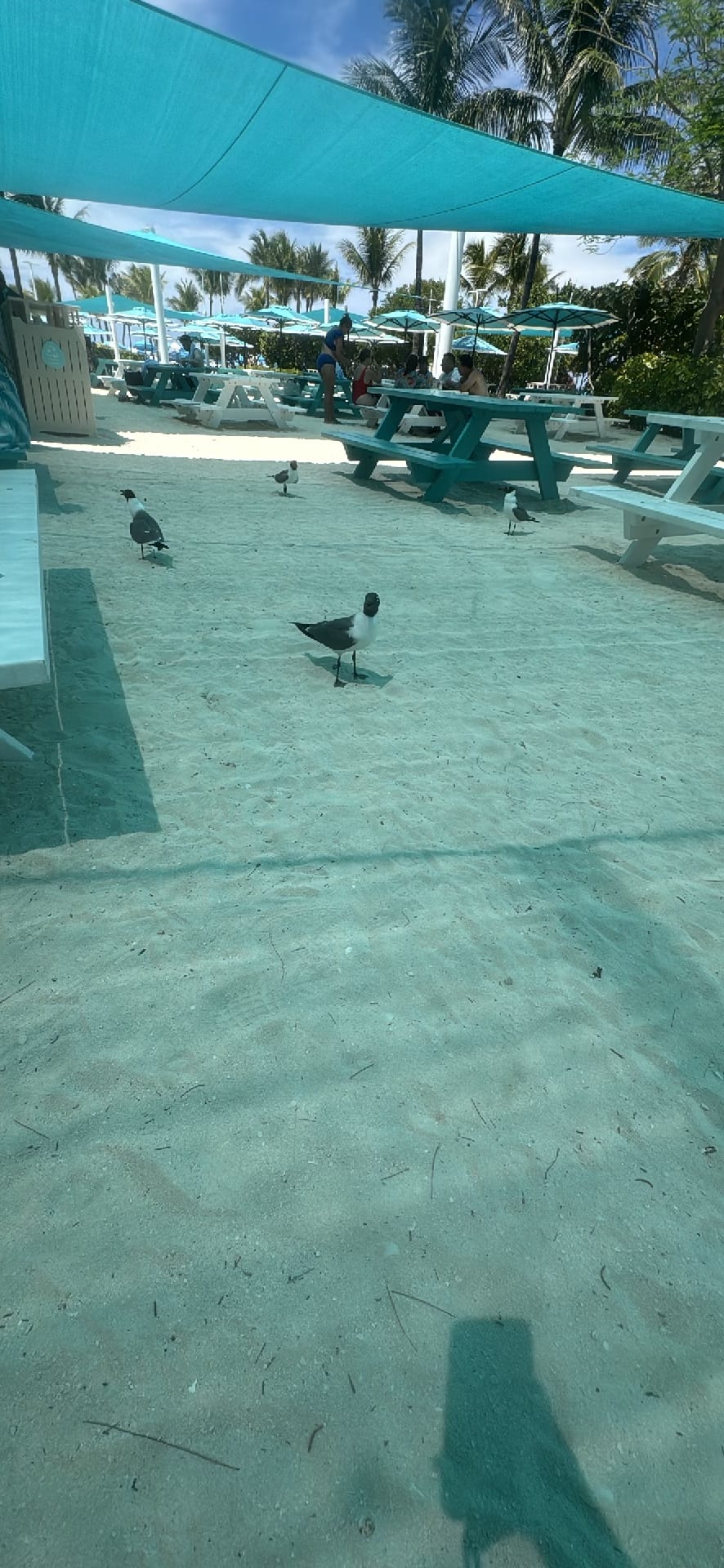 Gull spotted by jesskatecarroll
