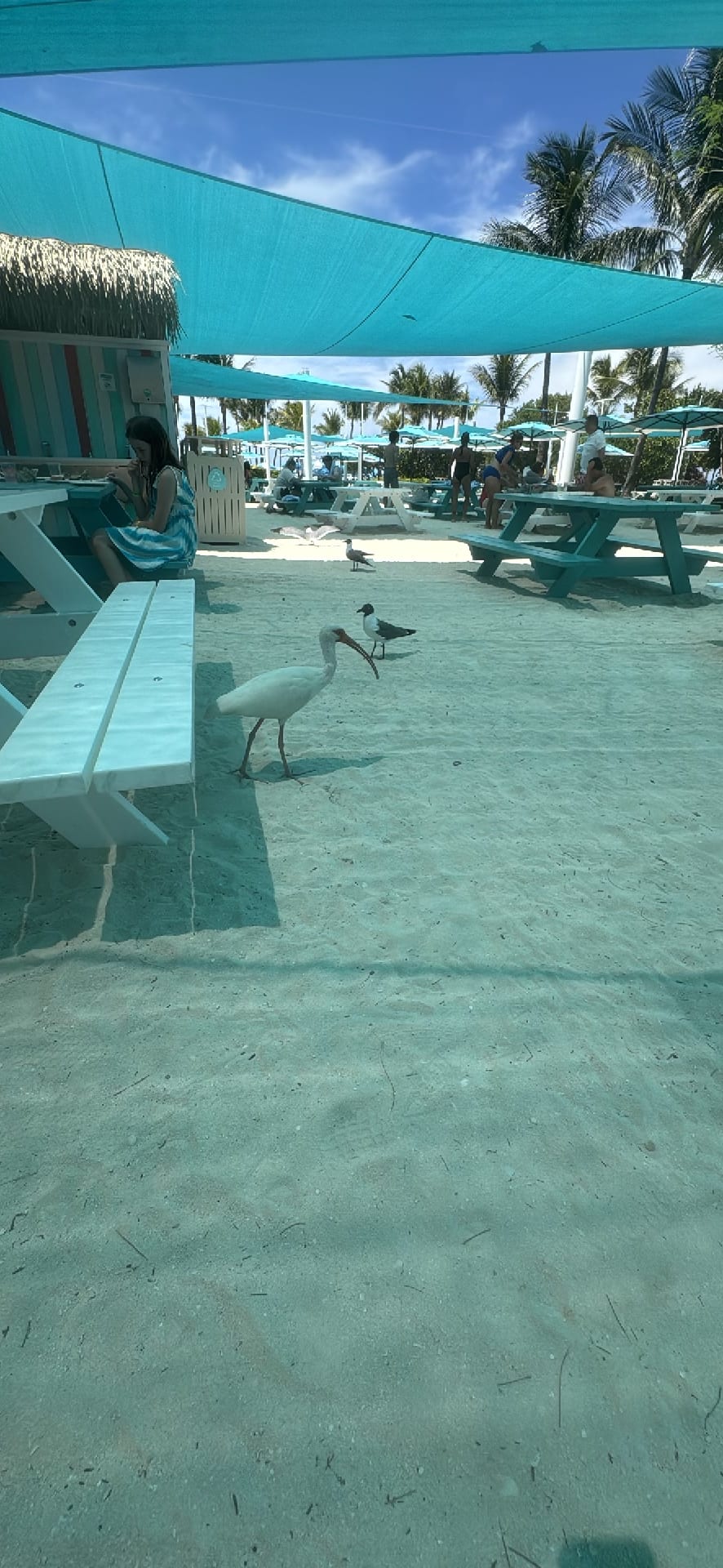 American White Ibis spotted by jesskatecarroll