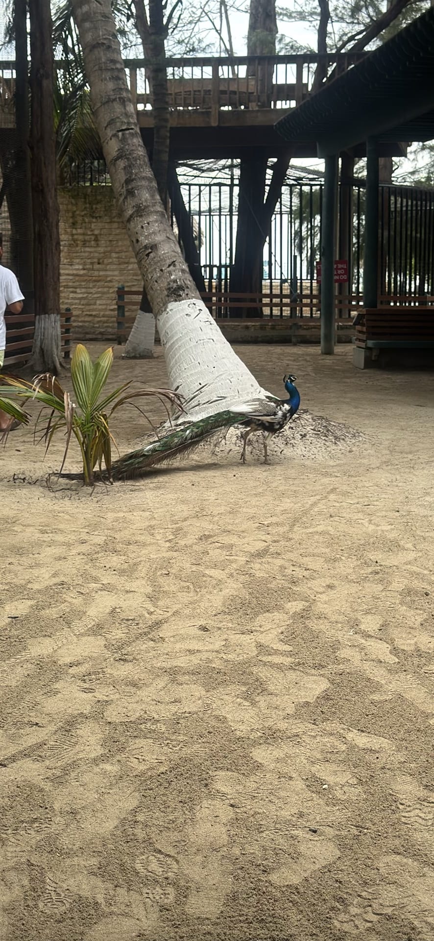 Peacock spotted by jesskatecarroll