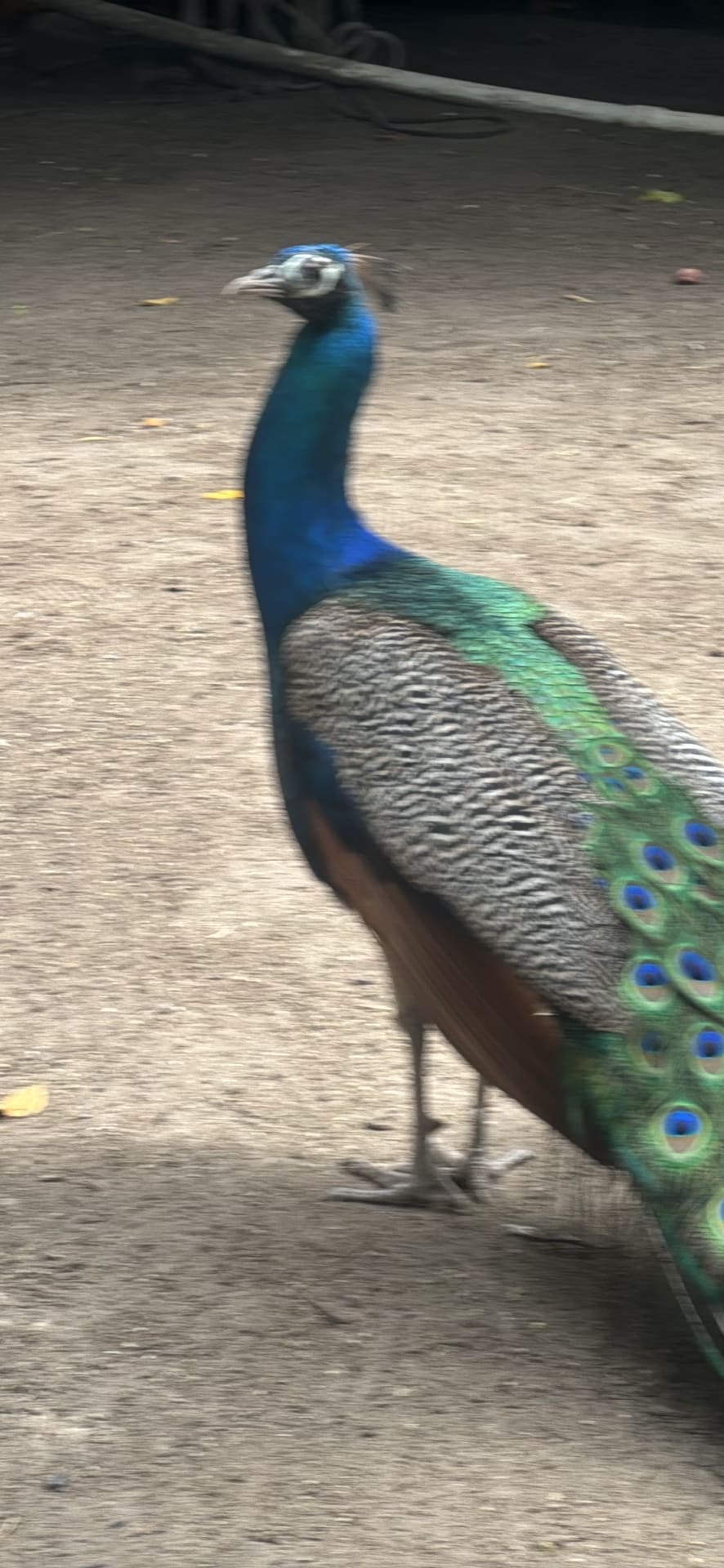 Peacock spotted by jesskatecarroll