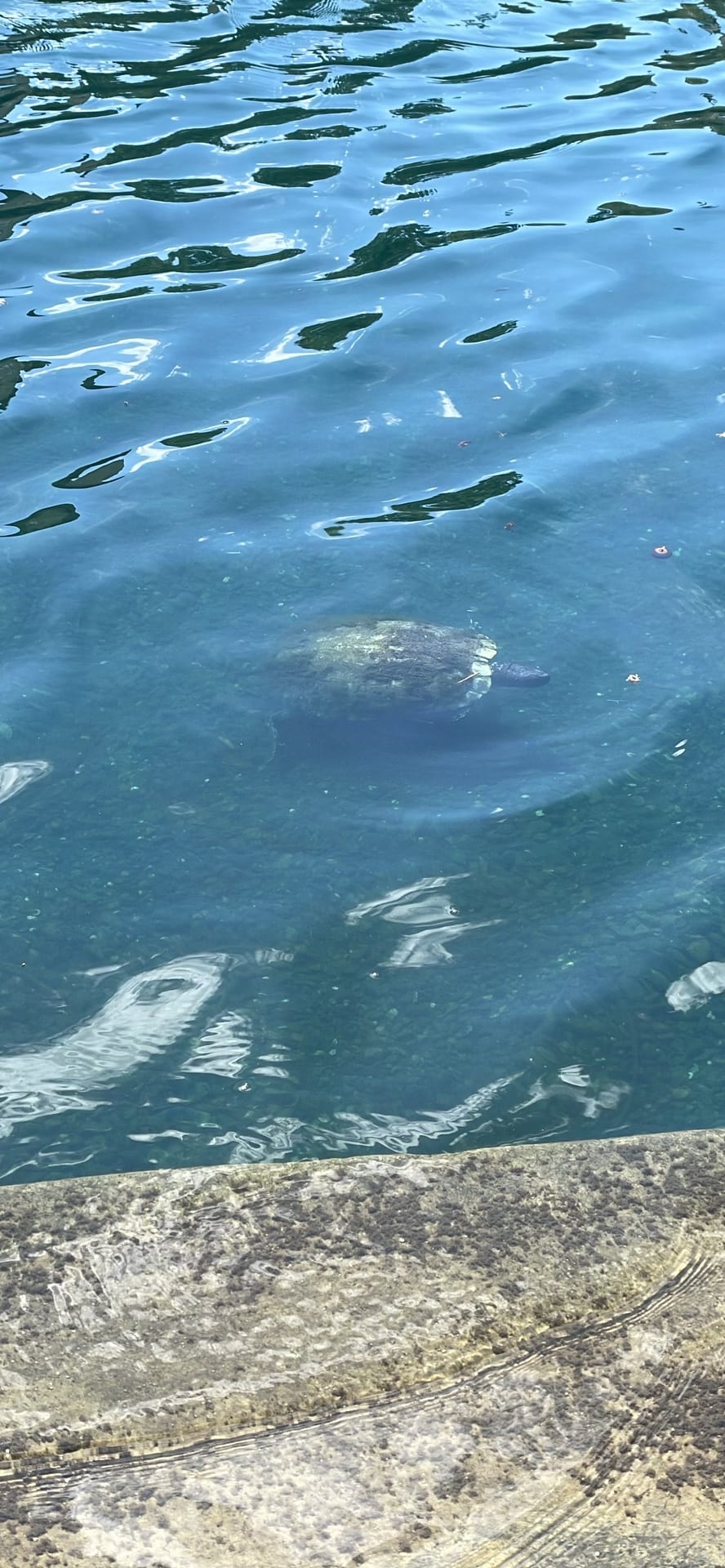 Turtle spotted by nickadmin