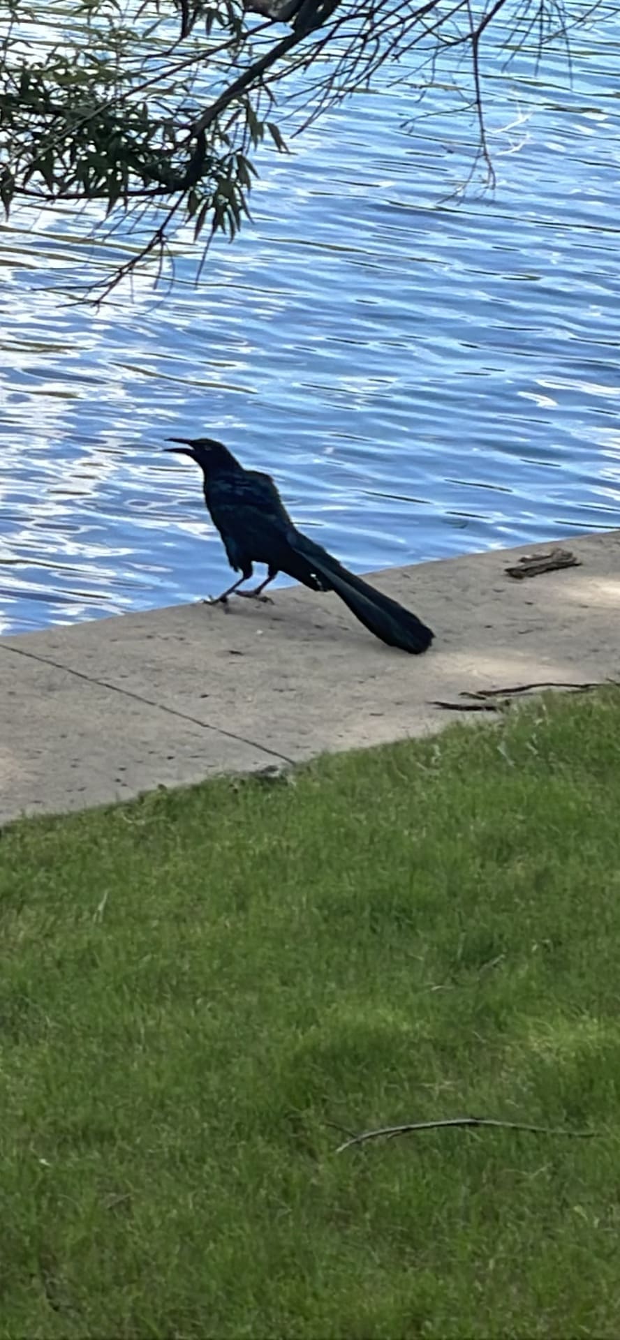 Grackle spotted by nickadmin