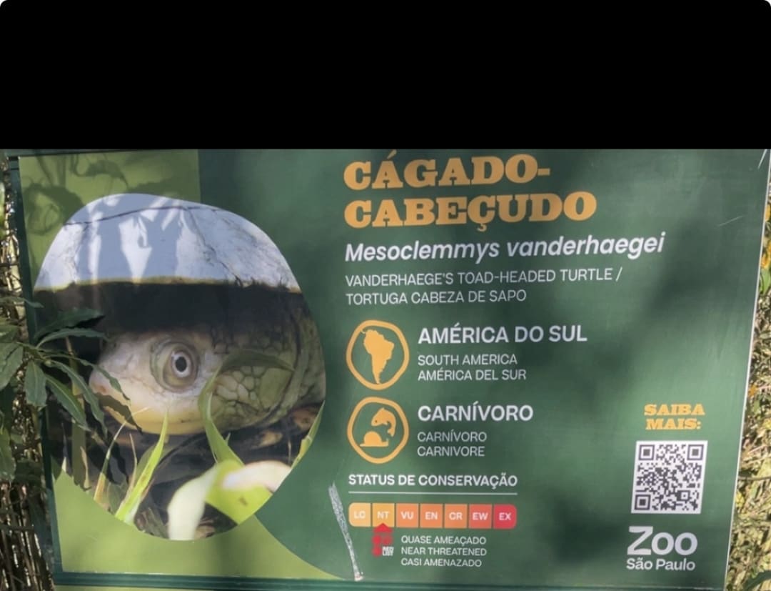 Toad-headed Turtle spotted by arisaman